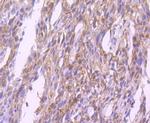 GPX1 Antibody in Immunohistochemistry (Paraffin) (IHC (P))