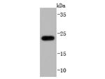 GPX1 Antibody in Western Blot (WB)