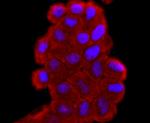 SOD1 Antibody in Immunocytochemistry (ICC/IF)