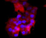 SOD1 Antibody in Immunocytochemistry (ICC/IF)