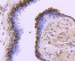 SOD1 Antibody in Immunohistochemistry (Paraffin) (IHC (P))