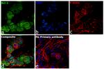 Bcl-2 Antibody in Immunocytochemistry (ICC/IF)