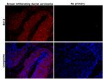 Bcl-2 Antibody in Immunohistochemistry (Paraffin) (IHC (P))