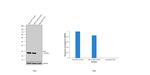 Bcl-2 Antibody