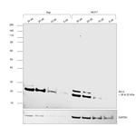 Bcl-2 Antibody in Western Blot (WB)