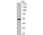 Parkin Antibody in Western Blot (WB)