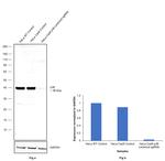 p38 MAPK Antibody in Western Blot (WB)