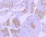 p38 MAPK Antibody in Immunohistochemistry (Paraffin) (IHC (P))