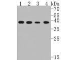 p38 MAPK Antibody in Western Blot (WB)