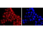 KLF4 Antibody in Immunocytochemistry (ICC/IF)