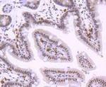 KLF4 Antibody in Immunohistochemistry (Paraffin) (IHC (P))