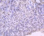 KLF4 Antibody in Immunohistochemistry (Paraffin) (IHC (P))