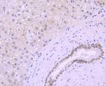 KLF4 Antibody in Immunohistochemistry (Paraffin) (IHC (P))