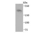 NF-H Antibody in Western Blot (WB)