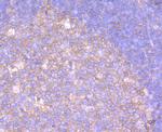 alpha-1 Antitrypsin Antibody in Immunohistochemistry (Paraffin) (IHC (P))