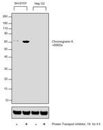 Chromogranin A Antibody in Western Blot (WB)