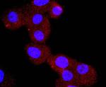 Chromogranin A Antibody in Immunocytochemistry (ICC/IF)