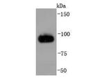 Chromogranin A Antibody in Western Blot (WB)