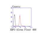 XBP1 Antibody in Flow Cytometry (Flow)