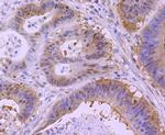 XBP1 Antibody in Immunohistochemistry (Paraffin) (IHC (P))