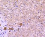 XBP1 Antibody in Immunohistochemistry (Paraffin) (IHC (P))