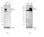 P-Selectin Antibody in Western Blot (WB)