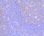 FMRP Antibody in Immunohistochemistry (Paraffin) (IHC (P))