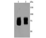 FMRP Antibody in Western Blot (WB)