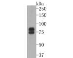 FMRP Antibody in Western Blot (WB)