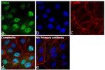 CHD4 Antibody in Immunocytochemistry (ICC/IF)