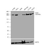 CHD4 Antibody in Western Blot (WB)