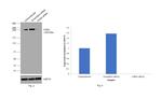 CHD4 Antibody in Western Blot (WB)