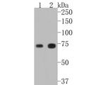 TAK1 Antibody in Western Blot (WB)