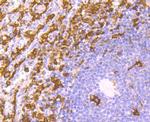 IBA1 Antibody in Immunohistochemistry (Paraffin) (IHC (P))