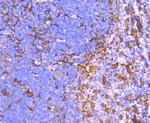 IBA1 Antibody in Immunohistochemistry (Paraffin) (IHC (P))