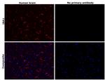 IBA1 Antibody in Immunohistochemistry (Paraffin) (IHC (P))