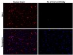 IBA1 Antibody in Immunohistochemistry (Paraffin) (IHC (P))