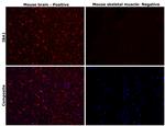 IBA1 Antibody in Immunohistochemistry (Paraffin) (IHC (P))