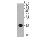 IBA1 Antibody in Western Blot (WB)