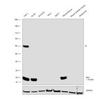 IBA1 Antibody in Western Blot (WB)