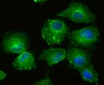 LOXL2 Antibody in Immunocytochemistry (ICC/IF)