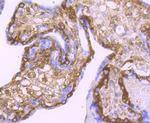 LOXL2 Antibody in Immunohistochemistry (Paraffin) (IHC (P))