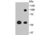 LOXL2 Antibody in Western Blot (WB)