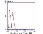 WNT5A Antibody in Flow Cytometry (Flow)