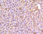 ALDH1L1 Antibody in Immunohistochemistry (Paraffin) (IHC (P))