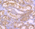 ALDH1L1 Antibody in Immunohistochemistry (Paraffin) (IHC (P))