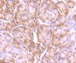 GIT1 Antibody in Immunohistochemistry (Paraffin) (IHC (P))