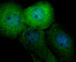 Securin Antibody in Immunocytochemistry (ICC/IF)