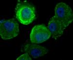 Securin Antibody in Immunocytochemistry (ICC/IF)