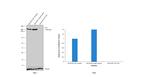 Huntingtin Antibody in Western Blot (WB)